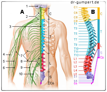 Schematische Darstellung der Rückenmarksnerven