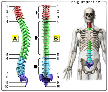 Schematische Darstellung der Wirbelsäule