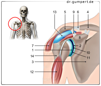 Schematische Darstellung des Schultergelenks