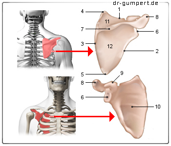 Schematische Darstellung des Schulterblatts