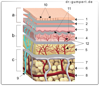 Schematische Darstellung der Haut