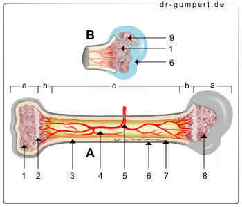 Schematische Darstellung des Knochenaufbaus