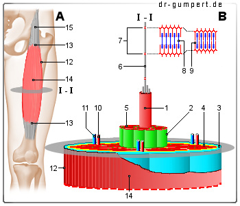 Schematische Darstellung einer Muskelfaser