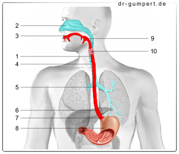 Schematische Darstellung der Speiseröhre