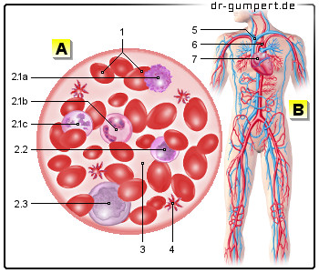 Schematische Darstellung des Blutes