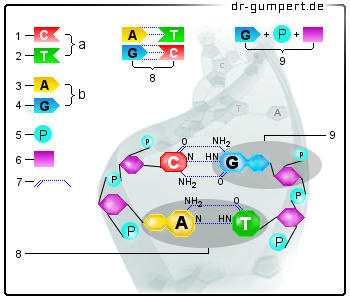 Schematische Darstellung des Aufbaus der DNA