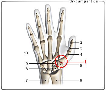 Daumensattelgelenk Anatomie