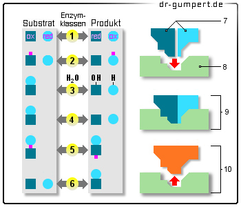 Schematische Darstellung der Enzyme