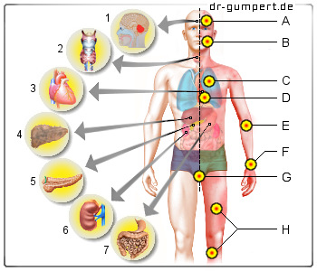 Schematische Darstellung der Folgen von Alkohol