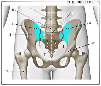 Schematische Darstellung des Iliosakralgelenks