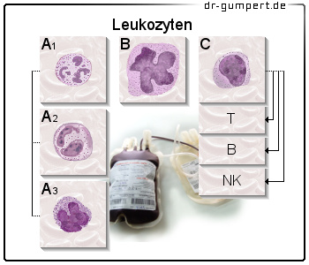 Schematische Darstellung der Leukozyten (weißen Blutzellen)