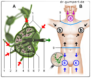 Schematische Darstellung Lymphknotenaufbau