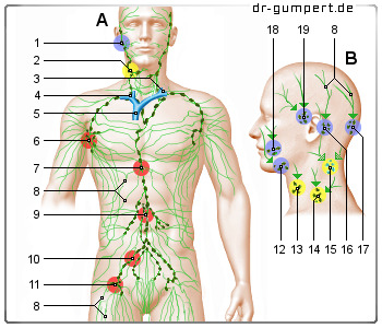 Schematische Darstellung des Lymphgefäßsystems