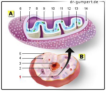 Schematische Darstellung der Mitochondrien