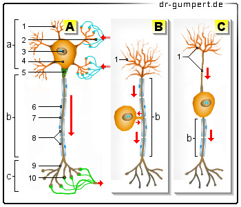 Schematische Darstellung der Nervenzelle