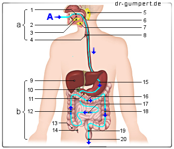 Schematische Darstellung des Verdauungstrakts