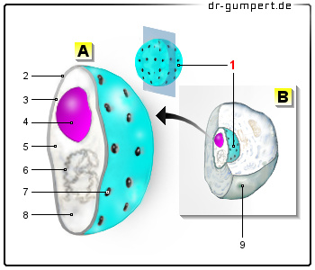 Schematische Darstellung des Zellkerns
