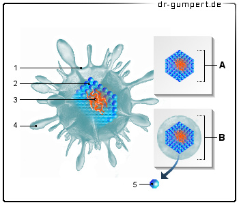 Schematische Darstellung eines Virus