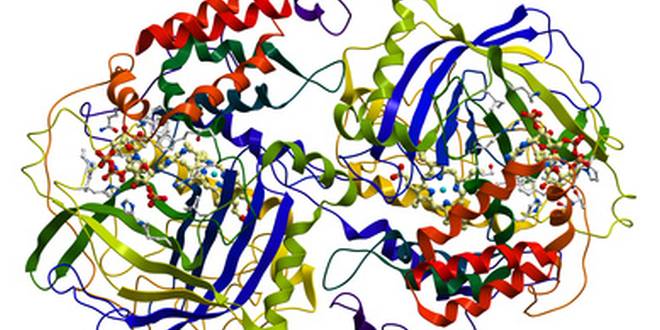 Enzym Trypsin