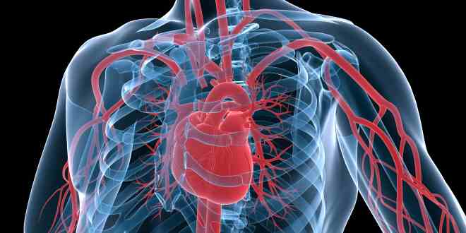 Der Lungenkreislauf bezeichnet den Kreislauf zwischen Lunge und Herz.