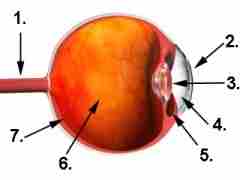 Anatomie des Augapfels