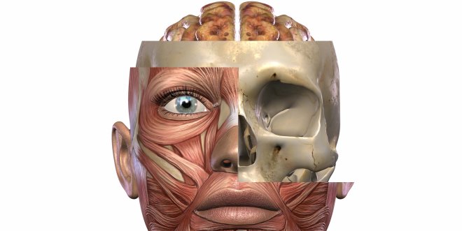 Anatomie der Augenhöhle