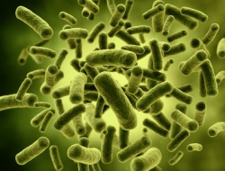 Bakterien im Darm