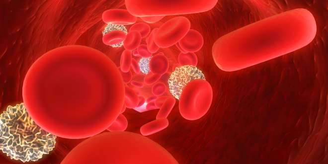 Bakterien und Blutzellen im Blut
