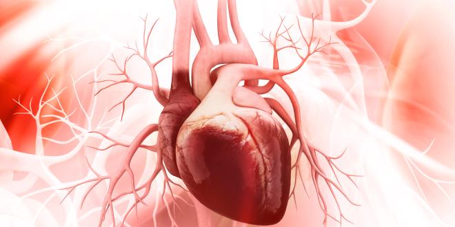 Herz mit der Aorta und anderen Gefäßen