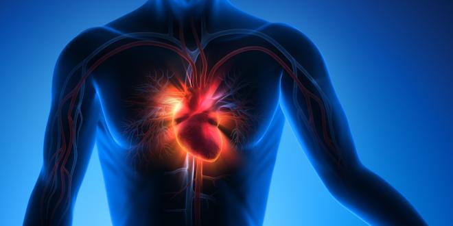 Herz als zentrale Stelle des Herz-Kreislaufsystems
