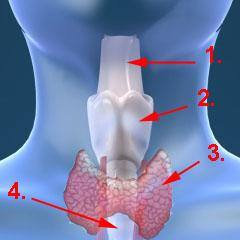 Abbildung Kehlkopf mit Schilddrüse