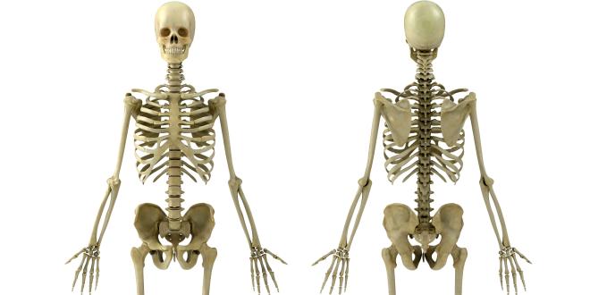 Skelett des menschlichen Körpers