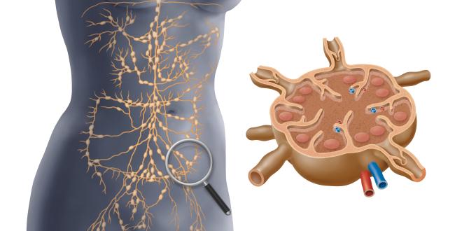 Lymphatisches System im Körper