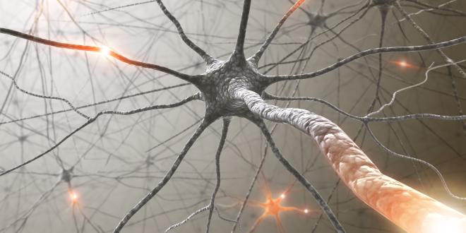 Nervenzellen Synapse