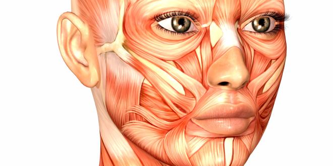 Kaumuskeln und mimische Muskulatur im Überblick