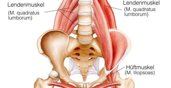 Musculus psoas