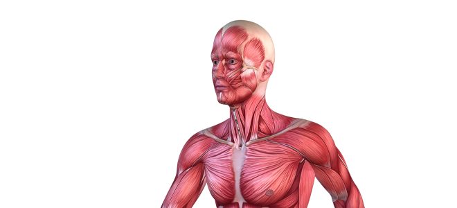 Musculus sternocleidomastoideus