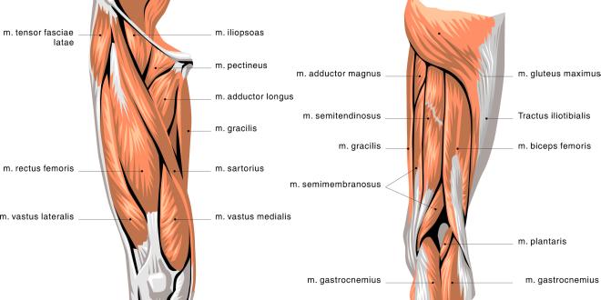 Musculus sartorius