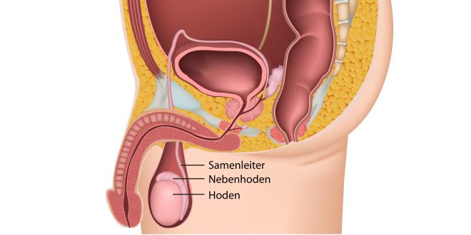 Rechter linker nebenhoden größer als Hoden: Aufbau,