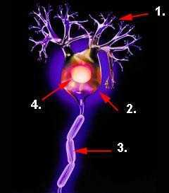 Abbildung Nervenzelle