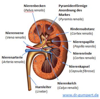 In den Sammelrohren des Nierenmarks erfolgt die Feinregulation der Urinbestandteile.
