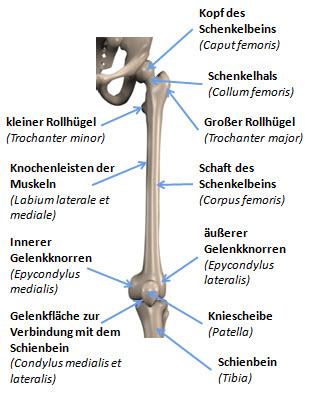 Oberschenkelknochen Oberschenkelknochen