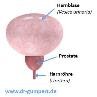 Prostata Anatomie
