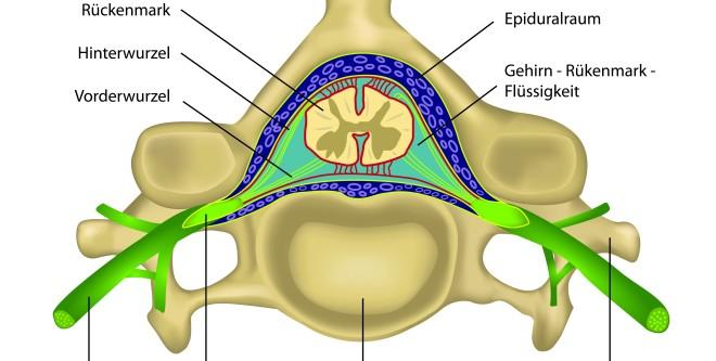 Rückenmark