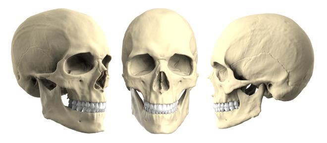 Abbildung von Schädelknochen