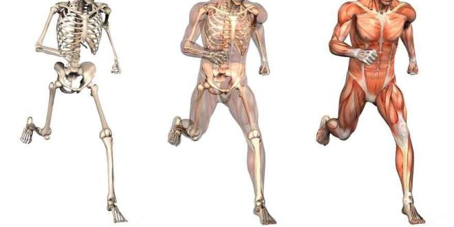 Anatomie des menschlichen Körpers