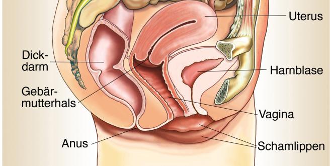 Vagina knubbel in Knubbel in