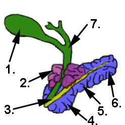 Anatomie der Bauchspeicheldrüse