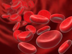 Rote Blutkörperchen/Erythrozyten