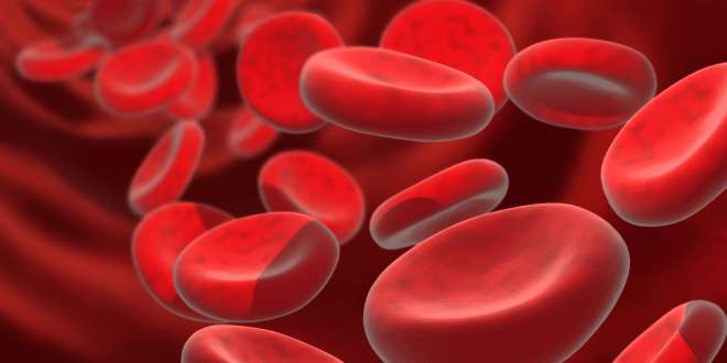 Erythrozyten - rote Blutkörperchen